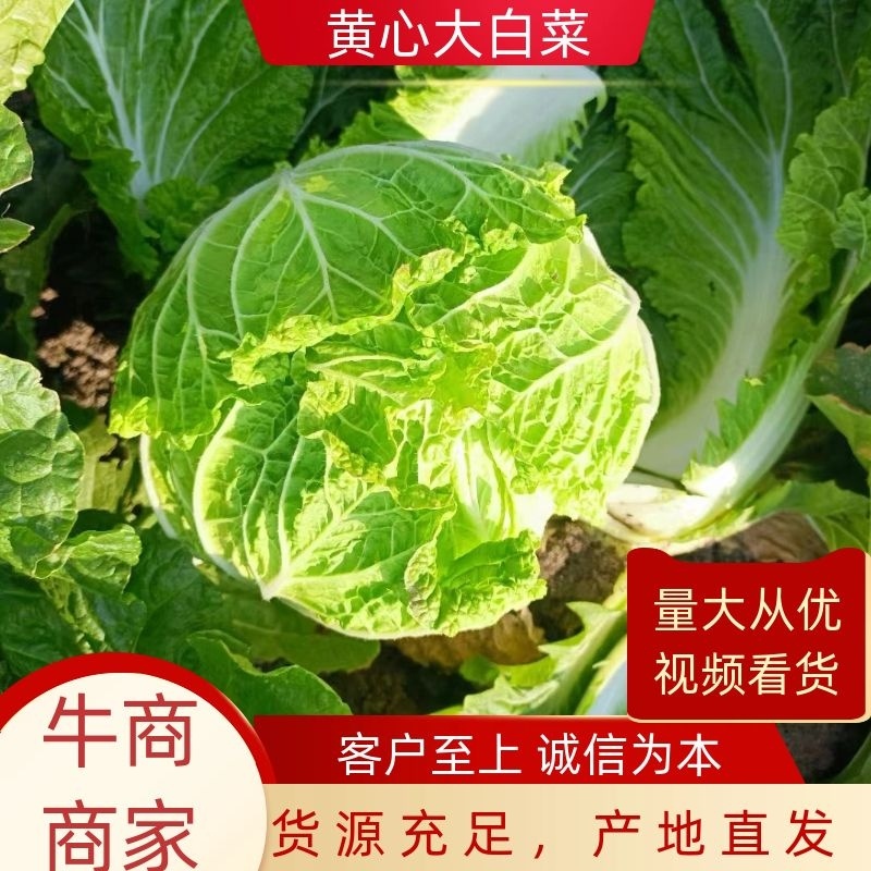 黄心大白菜，大量上市中，货源稳定，产地直发欢迎来电