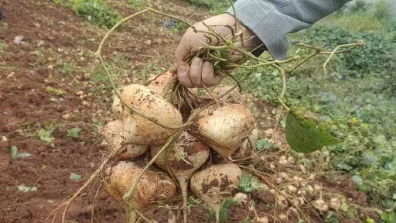 四川凉山冕宁黄泥地瓜（凉薯）脆甜可口，柔嫩多汁