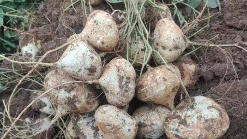 四川凉山冕宁黄泥地瓜（凉薯）脆甜可口，柔嫩多汁