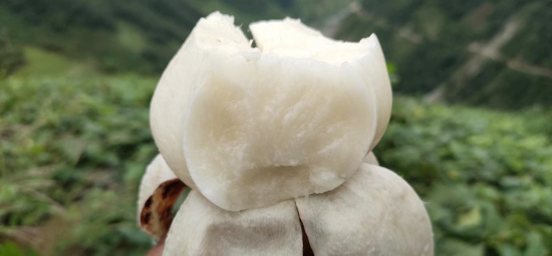 四川凉山冕宁黄泥地瓜（凉薯）脆甜可口，柔嫩多汁
