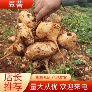 四川凉山冕宁黄泥地瓜（凉薯）脆甜可口，柔嫩多汁
