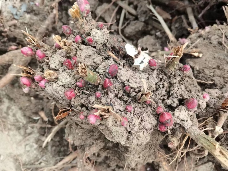 白芍芽好管理成活率高提供技术管理