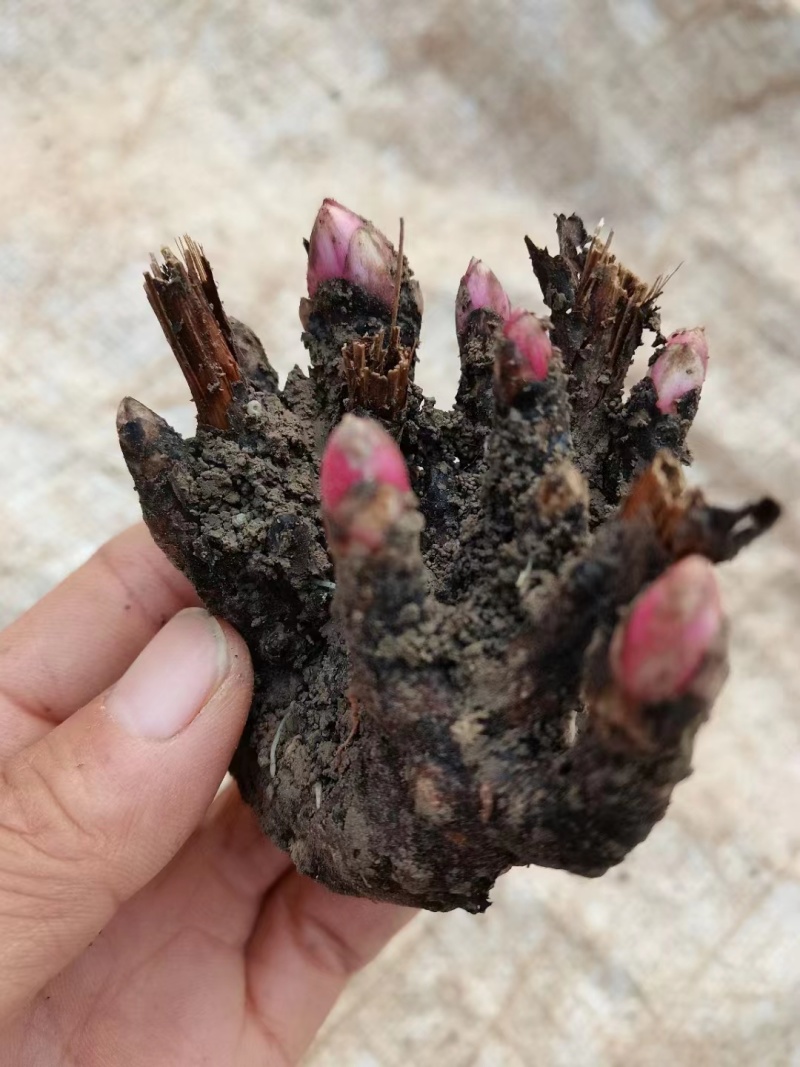 白芍芽好管理成活率高提供技术管理