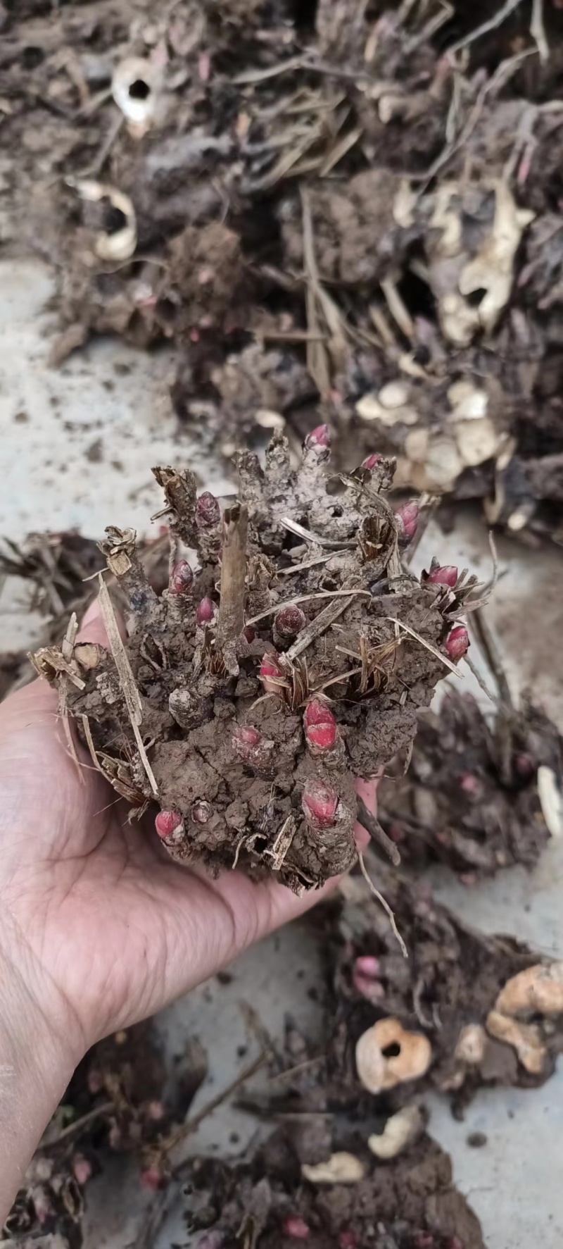 白芍芽好管理成活率高提供技术管理