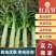 山东临沂红莴笋一手货源品质保障量大优惠来电咨询