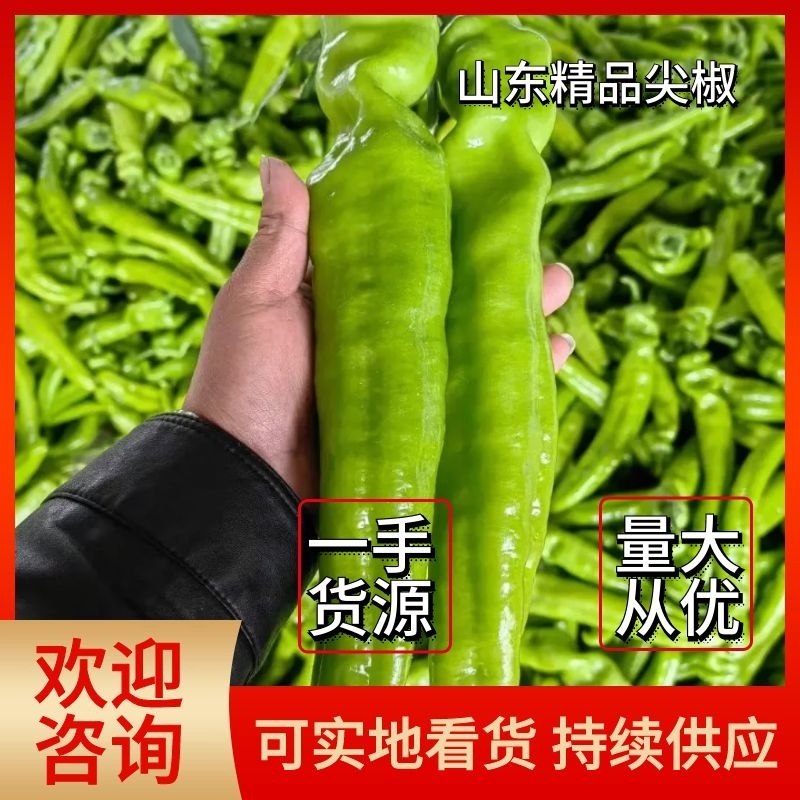 【精品】尖椒山东尖椒大量上市供应各大市场电商商超