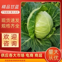 【甘蓝】山东圆包菜大量上市一手货源可视频看货欢迎