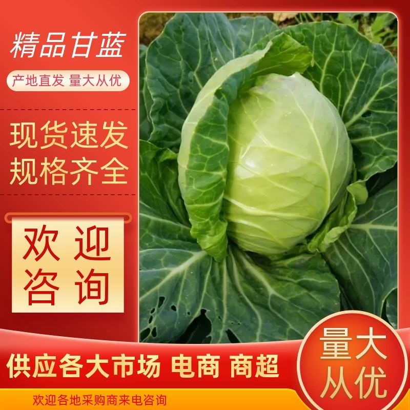 【甘蓝】山东圆包菜大量上市一手货源可视频看货欢迎