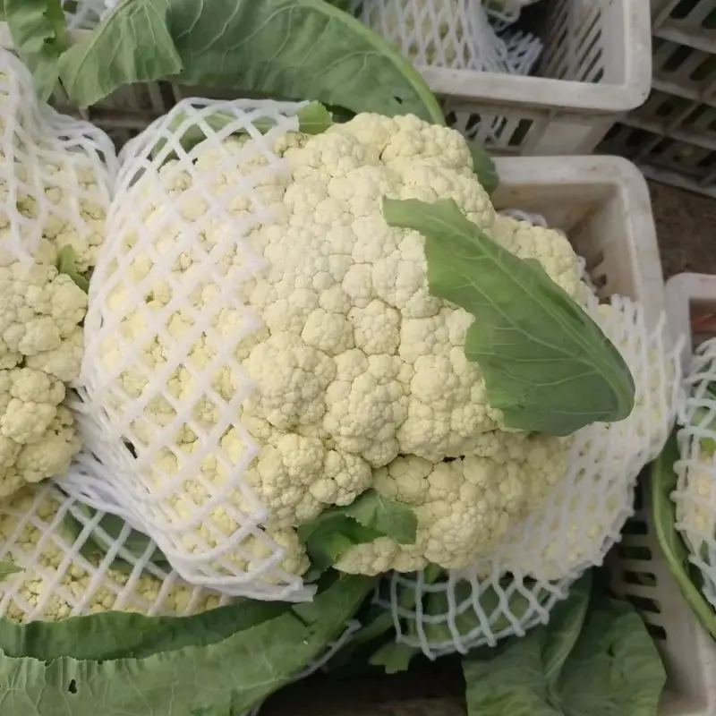 【好货】花菜精品松花菜一手货源可实地看货欢迎咨询