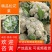 【好货】花菜精品松花菜一手货源可实地看货欢迎咨询