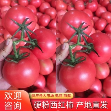 【西红柿】硬粉西红柿，一手货源，质量保证，量大从优