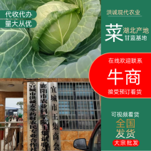 【推荐】甘蓝包菜大量上市了欢迎老板咨询可视频