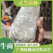 广西桂林紫灵芝菌种批发，段木木屑都能种灵芝菌种