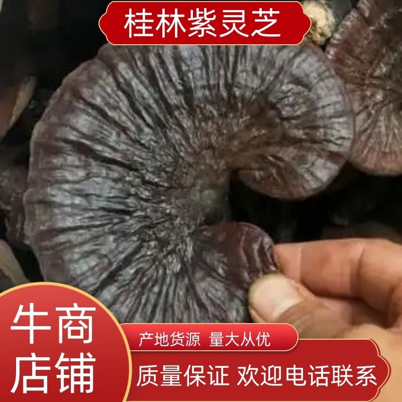 野生紫灵芝，广西原生态林下野生灵芝第二代可线上支付
