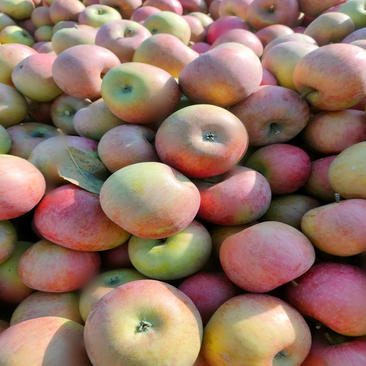 国光苹果青龙大山里的苹果口味正好保存