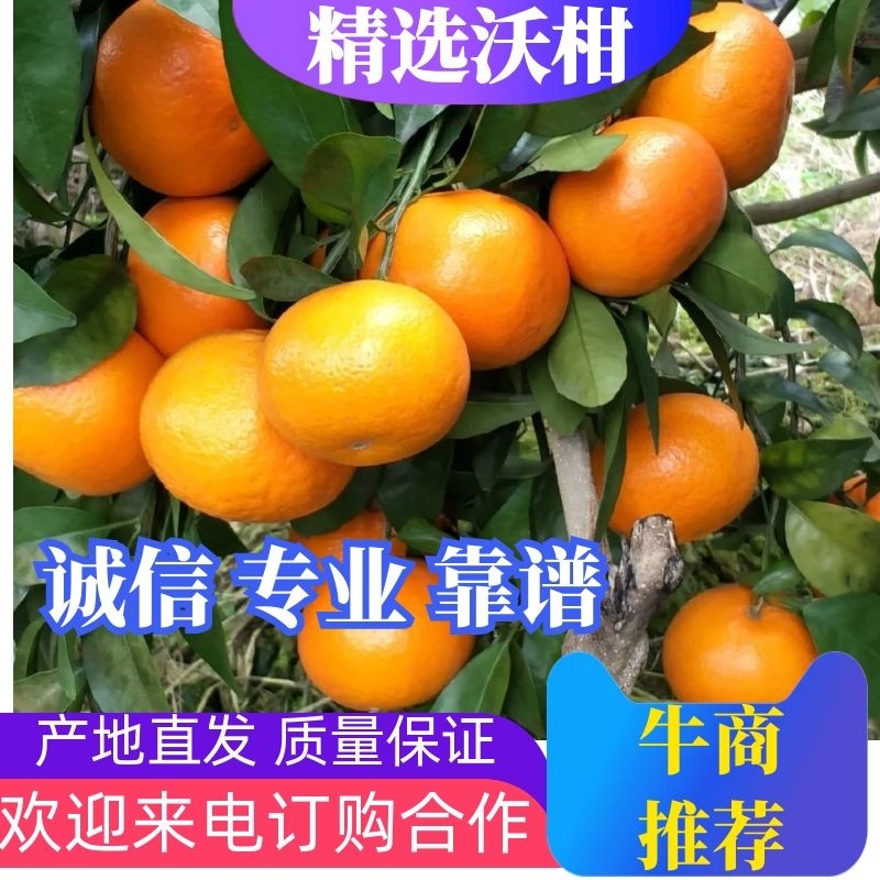 【质优价廉】广西桂林沃柑大量上市一条龙服务，欢迎来电咨询