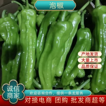 【精选】301辣椒鲜泡椒河南辣椒鲜货供应代办代发量大优惠