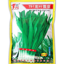 富生791宽叶雪韭种子王韭菜种子多次收割四季不休眠高产韭