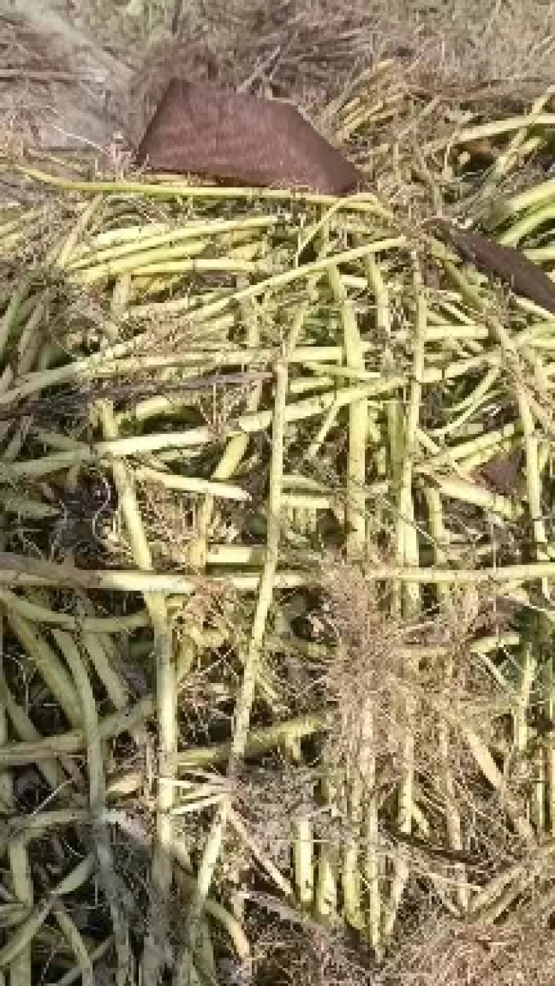 成都柳尖叶空心菜种藤，清脆可囗，自产自销