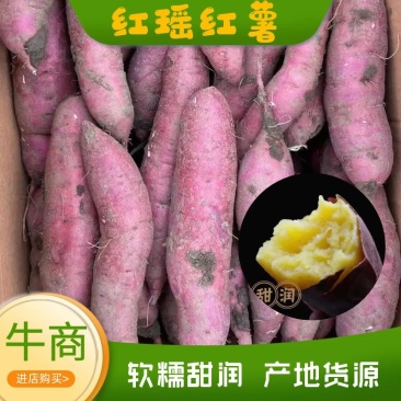 红瑶红薯，紫皮黄心，软糯香甜，产地一手货源，欢迎电联下单