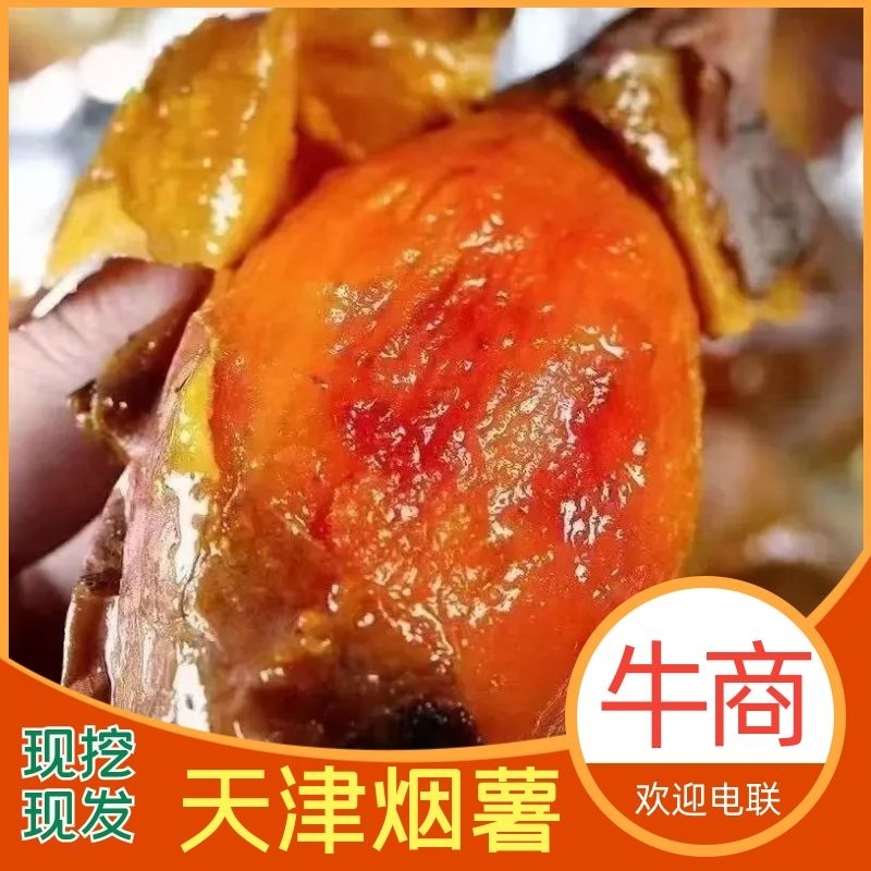烟薯，适合烤红薯，个头匀称，产地一手货源整车批发价，电联