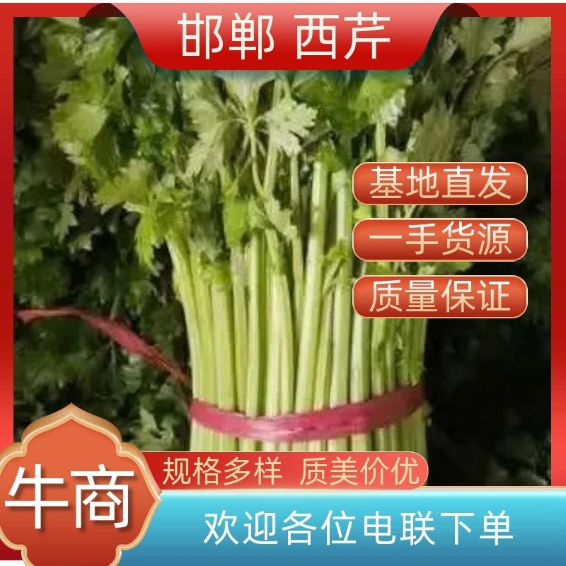 【荐】芹菜河北芹菜55cm以上品相好价格低西芹视频看货