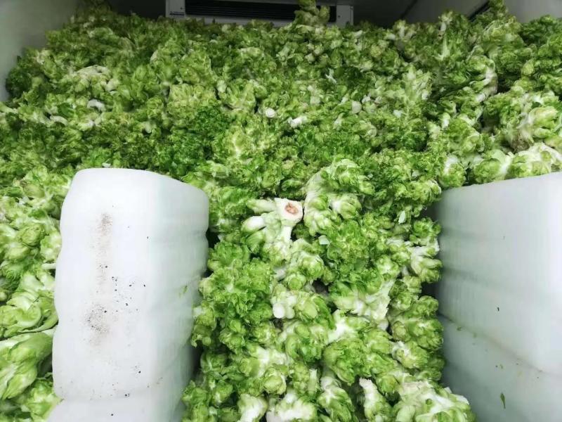 优质砀山儿菜万亩合菜基地保证质量货源充足全国代发