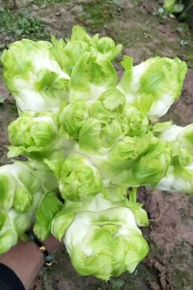 优质砀山儿菜万亩合菜基地保证质量货源充足全国代发
