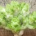 优质砀山儿菜万亩合菜基地保证质量货源充足全国代发