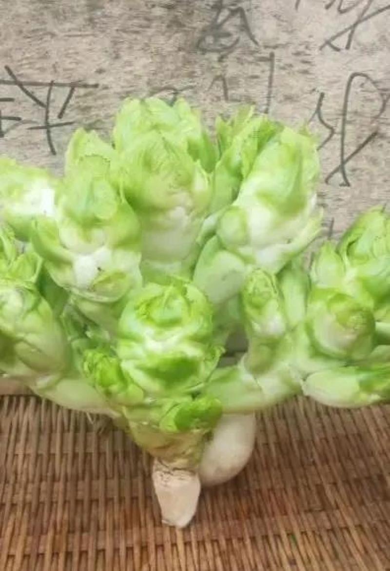 优质砀山儿菜万亩合菜基地保证质量货源充足全国代发