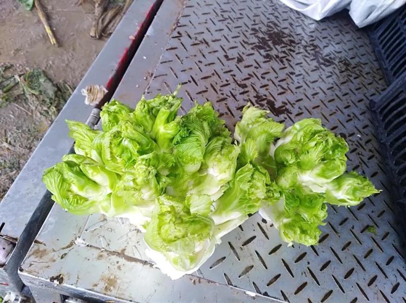 安徽砀山儿菜特早熟儿菜基地货全国走车保证品质期待您的来电