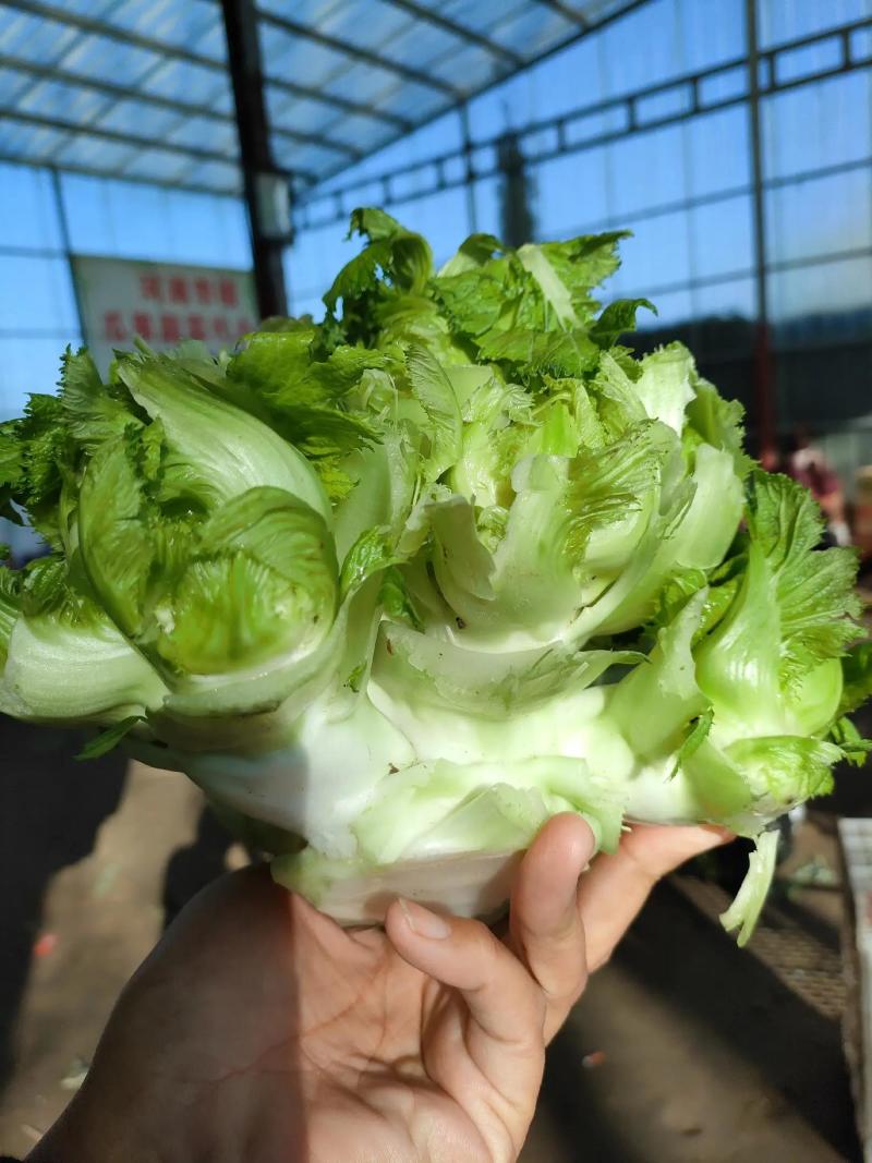 优质砀山儿菜万亩合菜基地保证质量货源充足全国代发