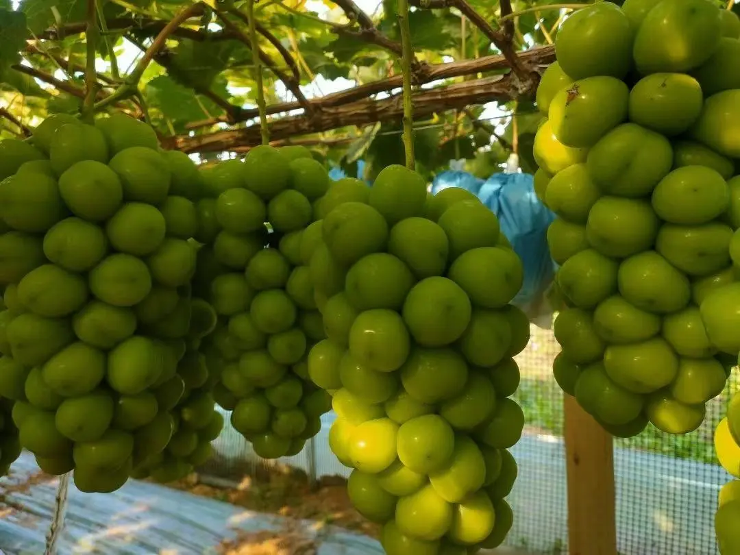 显微镜下的阳光玫瑰种子结构