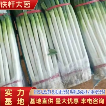 大葱宁夏黄洋滩优质铁杆五指钢葱基地直供量大优惠