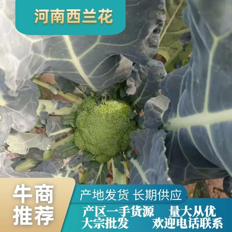 【推荐】西兰花台绿三号西兰花大量上市产区货源可视频看货