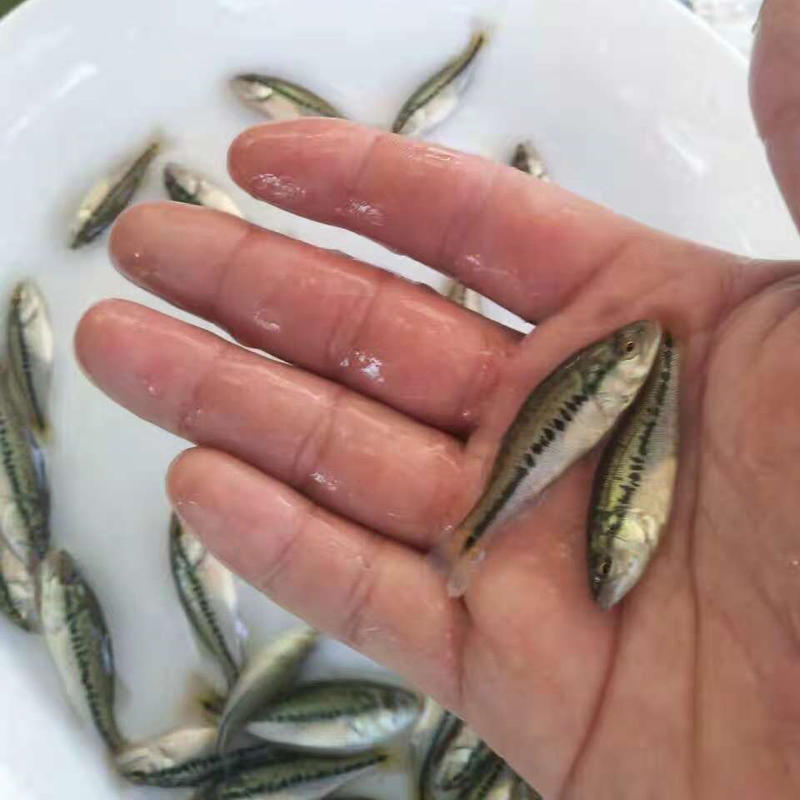 鲈鱼苗优质加州鲈鱼苗优鲈3号淡水鲈鱼苗提供技术跟踪指导