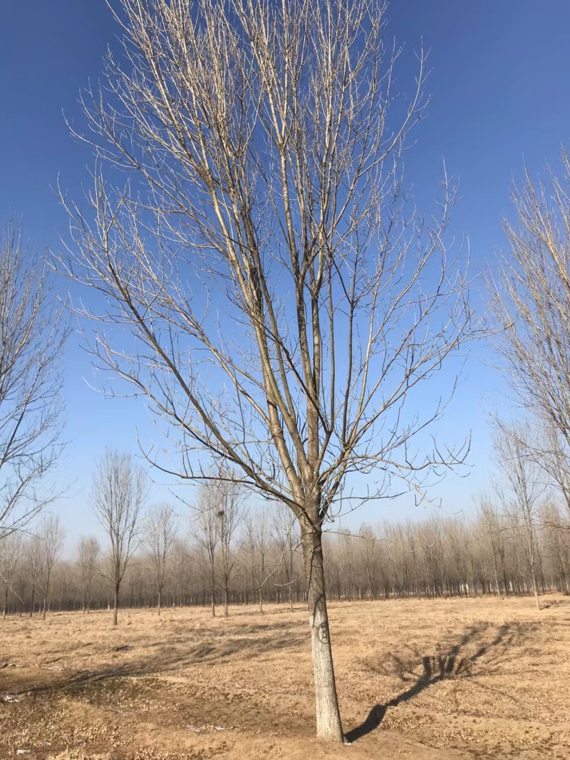 【优选】速生白蜡，规格很多，苗圃基地，量大从优！