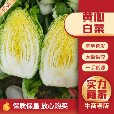 《热卖畅销》山东白菜/聊城黄心白菜/地头价便宜量大无虫眼
