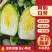 《热卖畅销》山东白菜/聊城黄心白菜/地头价便宜量大无虫眼