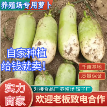 【养殖场专用】青萝卜次货大量供应养殖场食品厂加工厂欢迎来电
