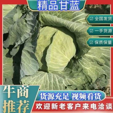 京丰一号甘蓝千亩基地货源充足对接脱水蔬菜场加工厂欢迎来电！