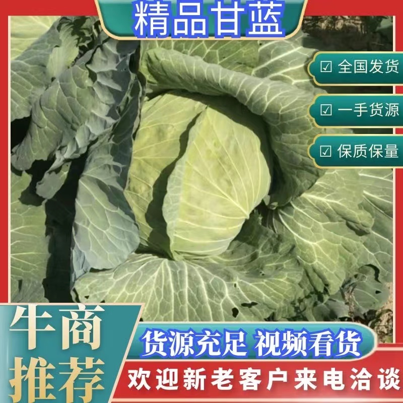 京丰一号甘蓝千亩基地货源充足对接脱水蔬菜场加工厂欢迎来电！