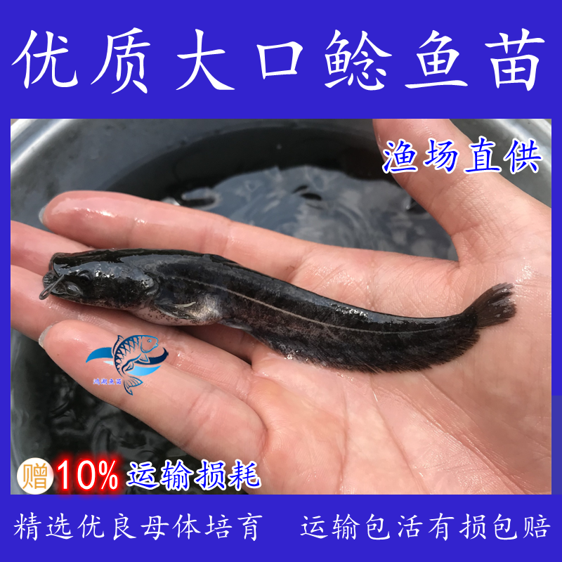 杂交大口鲶大口鲶鱼苗二须南方大口鲶鱼苗渔场直供量大从优