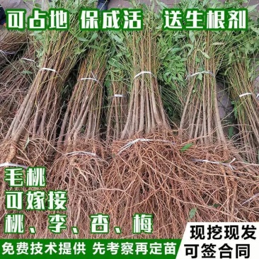 桃树果苗嫁接地栽新品种桃树苗南方北方种可嫁接多品种桃