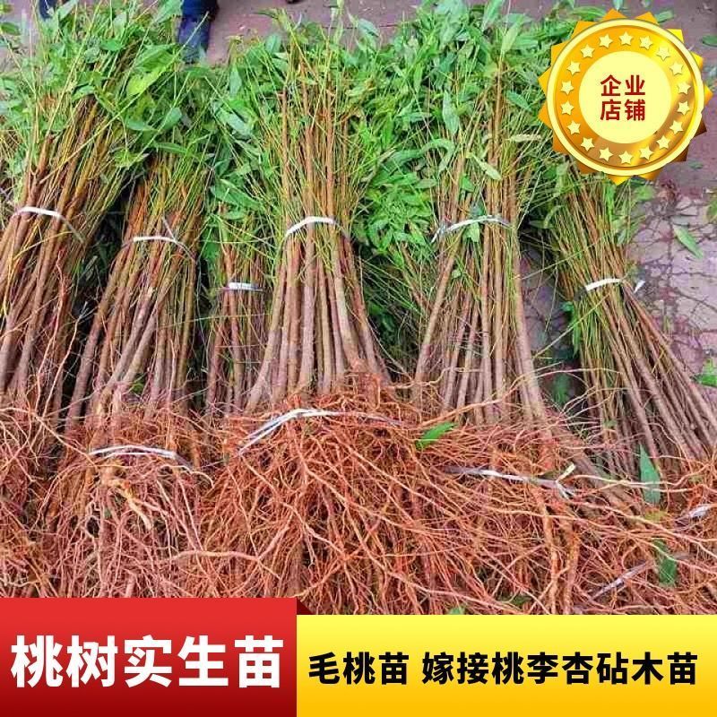 桃树果苗嫁接地栽新品种桃树苗南方北方种可嫁接多品种桃