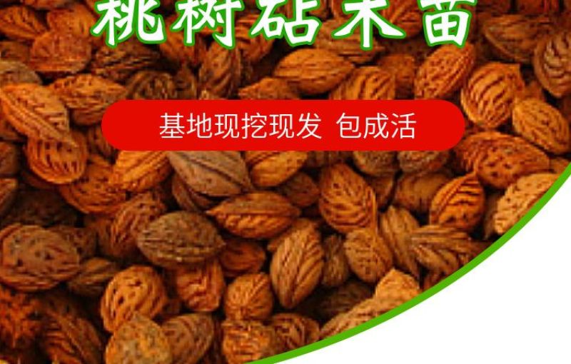 桃树果苗嫁接地栽新品种桃树苗南方北方种可嫁接多品种桃