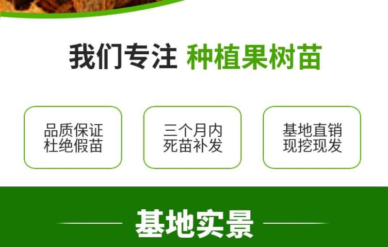 桃树果苗嫁接地栽新品种桃树苗南方北方种可嫁接多品种桃