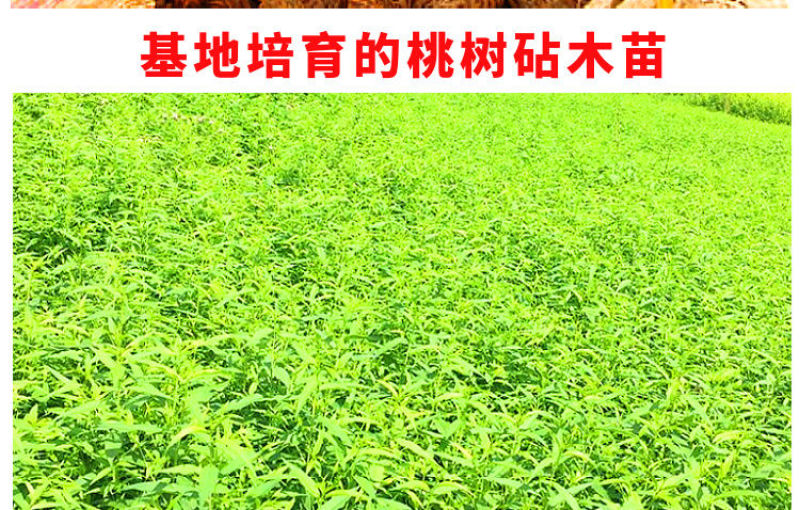 桃树果苗嫁接地栽新品种桃树苗南方北方种可嫁接多品种桃