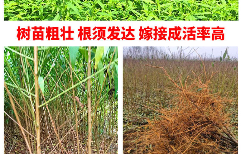 桃树果苗嫁接地栽新品种桃树苗南方北方种可嫁接多品种桃