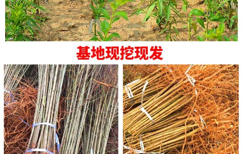 桃树果苗嫁接地栽新品种桃树苗南方北方种可嫁接多品种桃